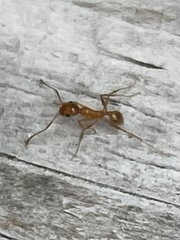 Pheidole morrisii