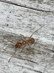 Pheidole morrisii