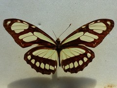 Philaethria wernickei