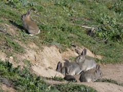 Oryctolagus cuniculus