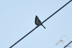 Machlolophus xanthogenys