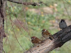 Passer montanus