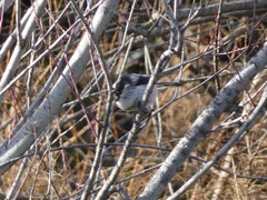 Aegithalos caudatus