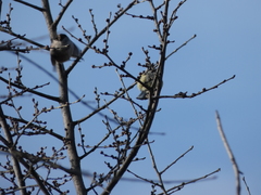 Aegithalos caudatus