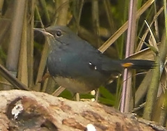 Luscinia phaenicuroides