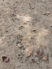 Aonyx capensis microdon