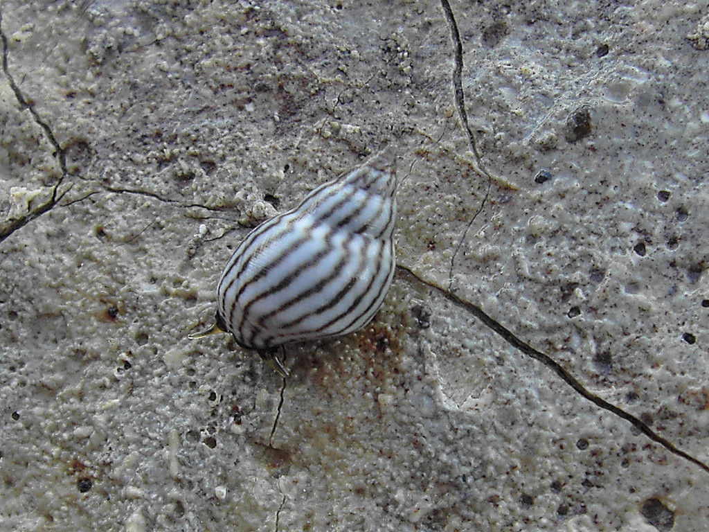 Littoraria zebra