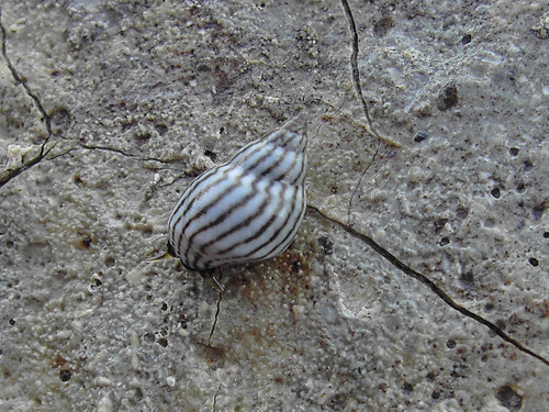 Littoraria zebra