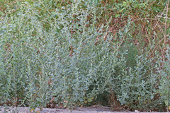 Atriplex rosea