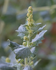 Atriplex rosea