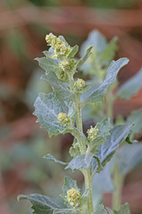 Atriplex rosea