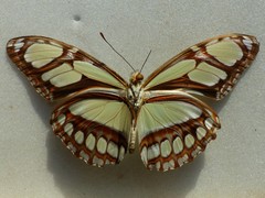 Philaethria wernickei