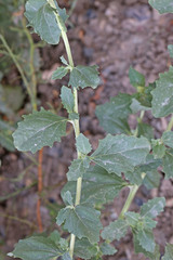 Atriplex rosea