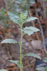 Atriplex rosea