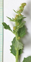 Atriplex rosea