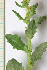 Atriplex rosea