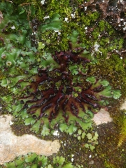 Marchantia paleacea