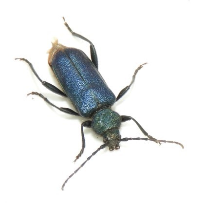 Violet tanbark beetle