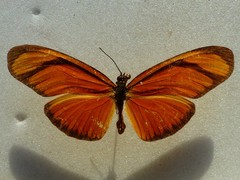 Eueides aliphera gracilis