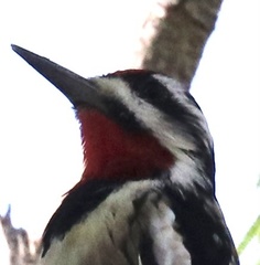 Sphyrapicus varius × nuchalis