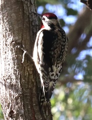 Sphyrapicus varius × nuchalis
