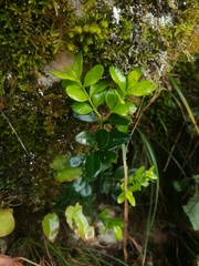 Buxus colchica