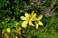 Hypericum richeri