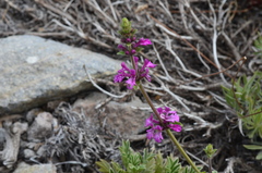 Stachys philippiana