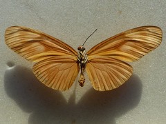 Eueides aliphera gracilis