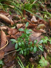 Buxus colchica