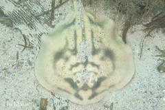 Urolophus cruciatus