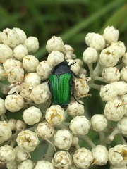 Leucocelis haemorrhoidalis