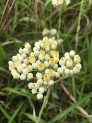 Helichrysum panduratum