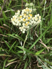 Helichrysum panduratum