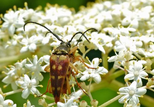 Banded Longhorn Beetle photo 6