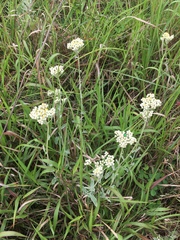 Helichrysum panduratum