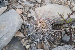 Thelocactus bicolor bicolor