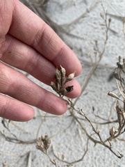 Cakile edentula edentula