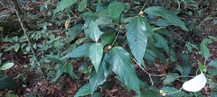 Croton zeylanicus