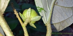 Croton zeylanicus