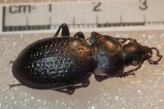 Carabus hungaricus cribellatus