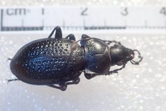 Carabus hungaricus cribellatus