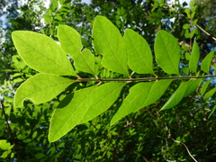 Forestiera