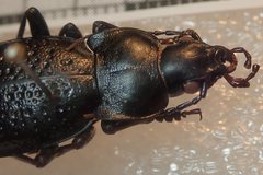 Carabus hungaricus cribellatus
