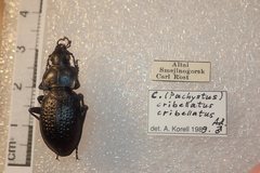 Carabus hungaricus cribellatus