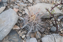 Thelocactus bicolor bicolor