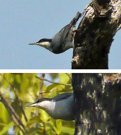 Giant Nuthatch