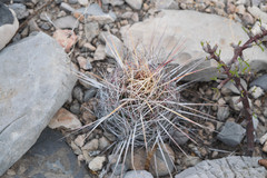 Thelocactus bicolor bicolor