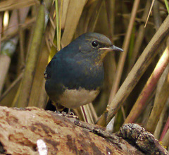 Luscinia phaenicuroides