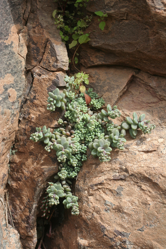 Sedum dasyphyllum image